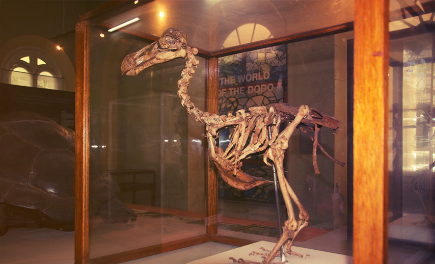 Mauritius Natural History Museum