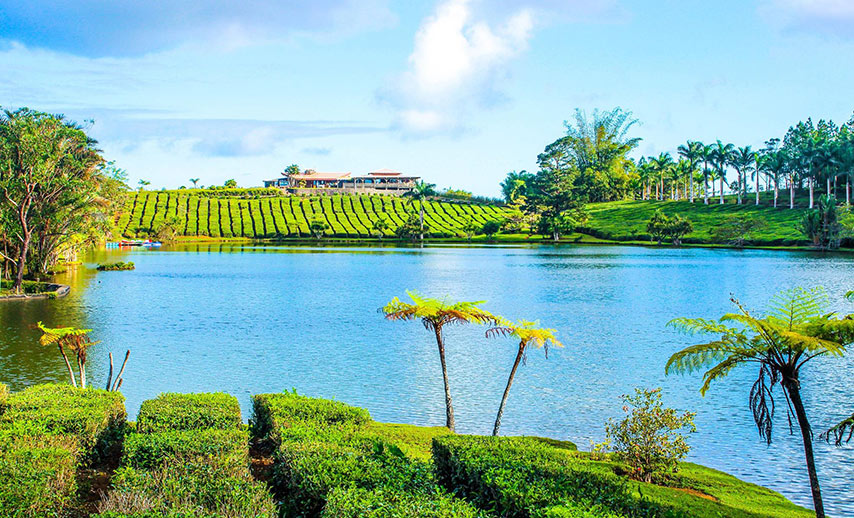 tea-in-mauritius (1)