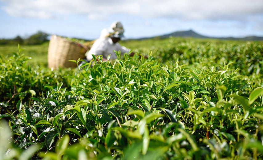 tea-in-mauritius (2)