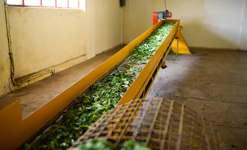 tea-in-mauritius (4)