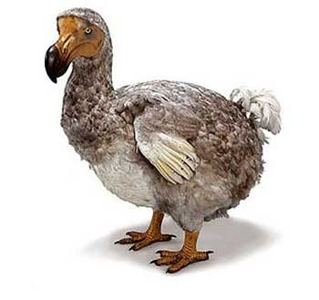dodo-ile-maurice
