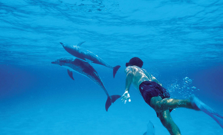 dauphins-baleines
