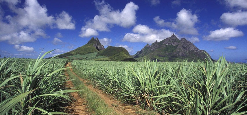 Sugarcane Mauritius